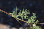 Redstem stork's bill